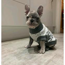 French bulldog