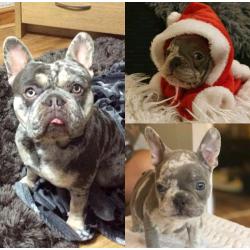 French bulldog