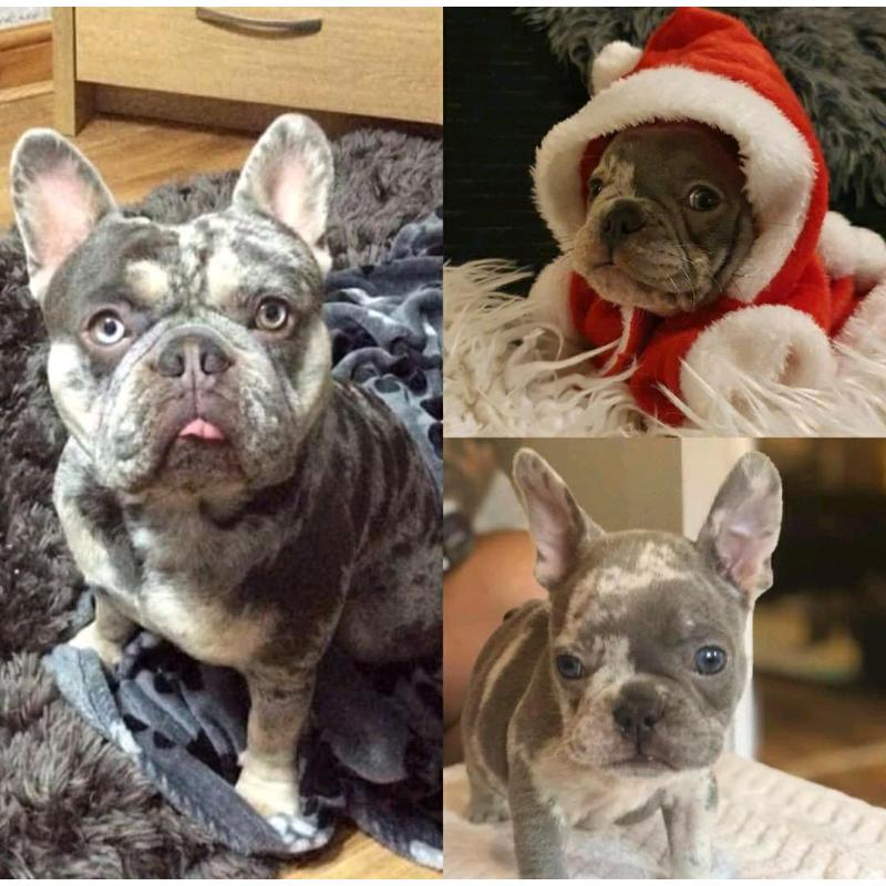French bulldog