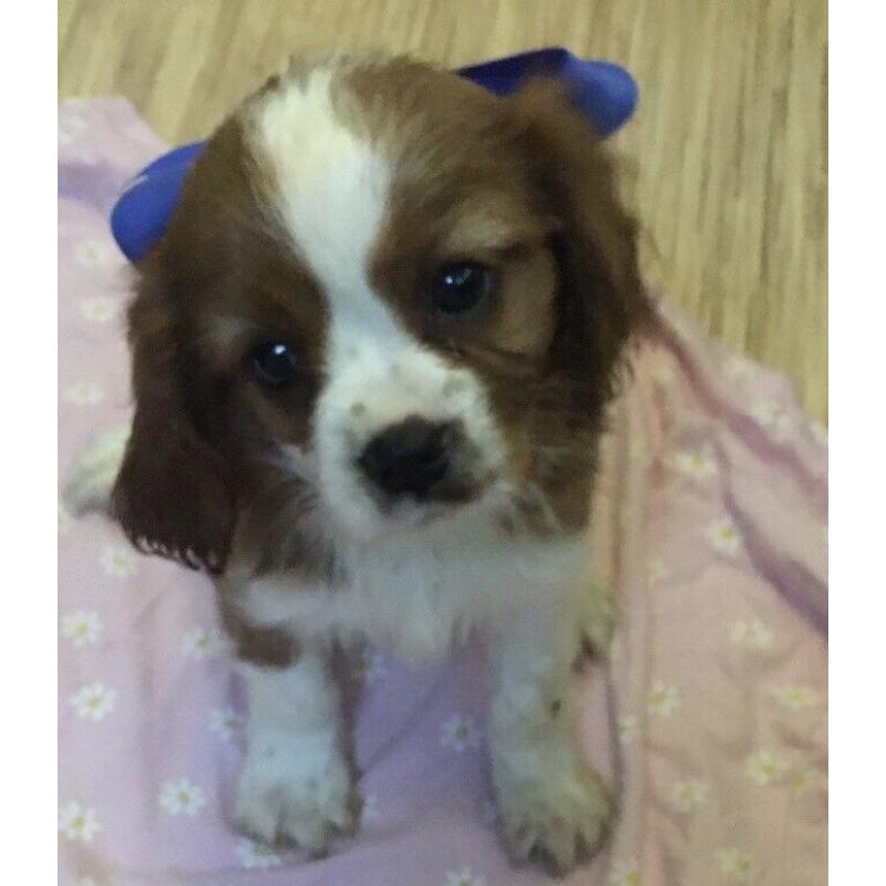 Cavalier puppies