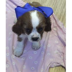 Cavalier puppies
