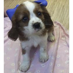 Cavalier puppies