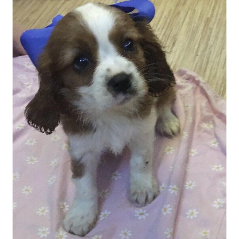 Cavalier puppies